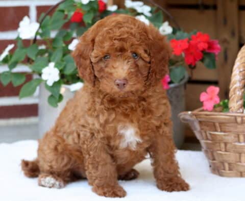 Mini Poodle puppy with a rich apricot curly coat and a white patch on its chest sitting on a white blanket, surrounded by vibrant flowers and a wicker basket.