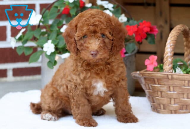 Mini Poodle puppy with a rich apricot curly coat and a white patch on its chest sitting on a white blanket, surrounded by vibrant flowers and a wicker basket. image