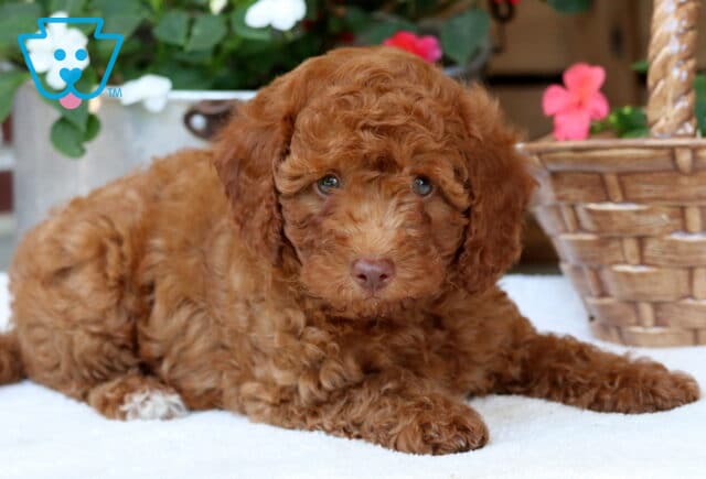 Mini Poodle puppy with a soft, curly apricot coat and a white paw, lying down on a white blanket beside a wicker basket and colorful flowers. image