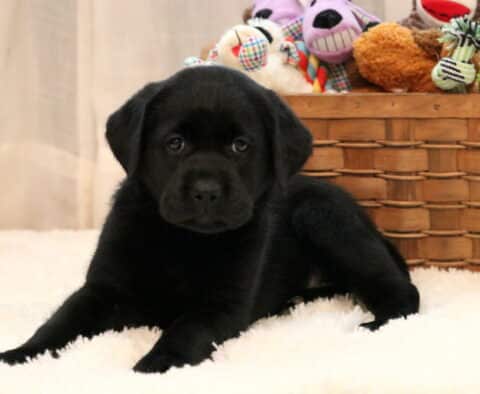 Adorable black Labrador Retriever puppy resting on a white fuzzy blanket with a basket of colorful stuffed toys in the background, looking curiously at the camera.