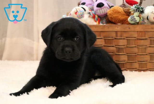 Adorable black Labrador Retriever puppy resting on a white fuzzy blanket with a basket of colorful stuffed toys in the background, looking curiously at the camera. image