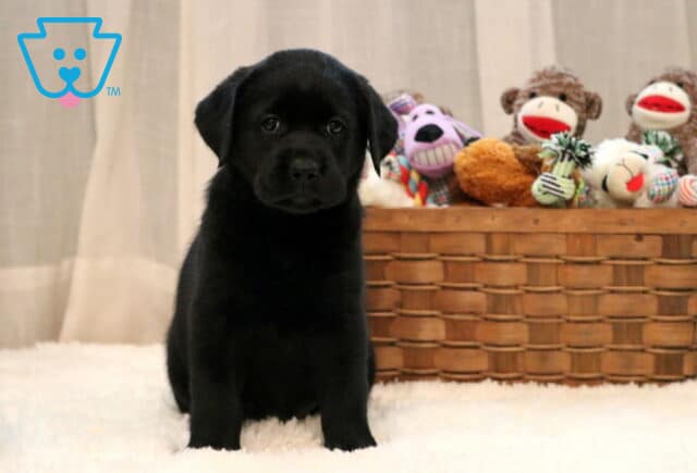 Cute black Labrador Retriever puppy sitting upright on a soft white blanket, posing beside a woven basket filled with plush toys and sock monkeys. image