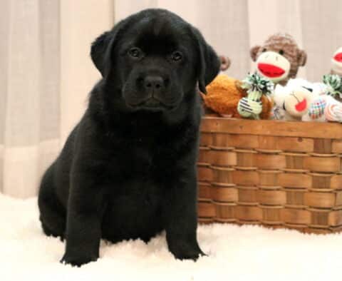 Adorable black Labrador Retriever puppy sitting on a fluffy white rug beside a basket filled with playful stuffed toys, looking sweetly into the camera.