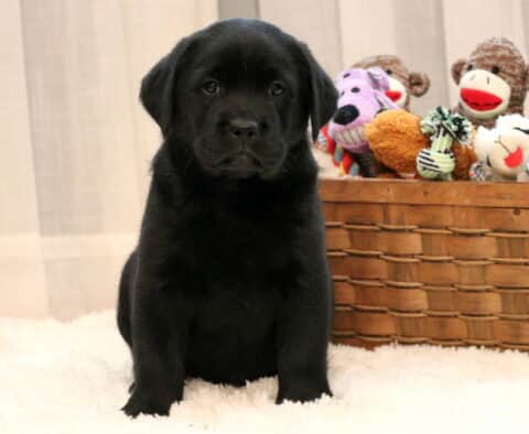 Cute black Labrador Retriever puppy sitting upright on a fluffy white rug with a basket of plush toys behind, looking sweet and gentle.