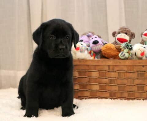 Sweet black Labrador Retriever puppy sitting upright on a fluffy white rug with a wicker basket full of colorful plush toys and sock monkeys in the background.
