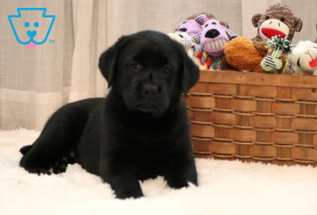 Adorable black Lab puppy lying down on a fluffy white blanket with a basket of colorful plush toys and sock monkeys in the background. image