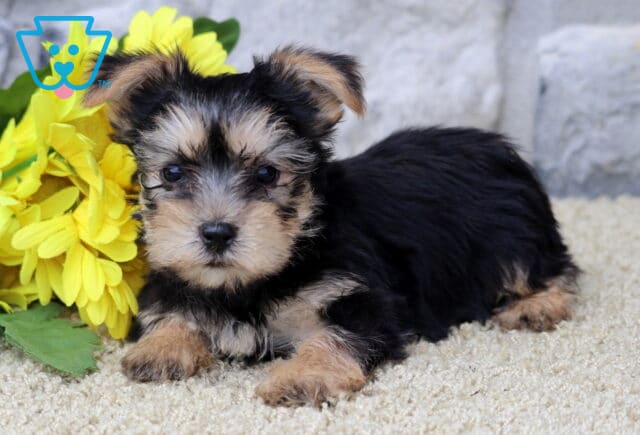 Fluffy black and tan Yorkshire Terrier puppy lying on a soft cream rug next to a bunch of bright yellow flowers, with a gray stone wall in the background. image