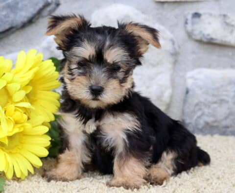 Adorable Yorkshire Terrier puppy sitting upright on a soft carpet beside a bunch of bright yellow flowers, with a light gray stone wall in the background.
