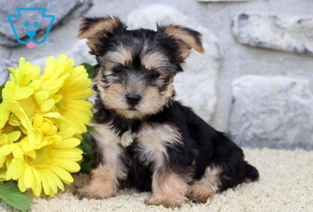 Adorable Yorkshire Terrier puppy sitting upright on a soft carpet beside a bunch of bright yellow flowers, with a light gray stone wall in the background. image