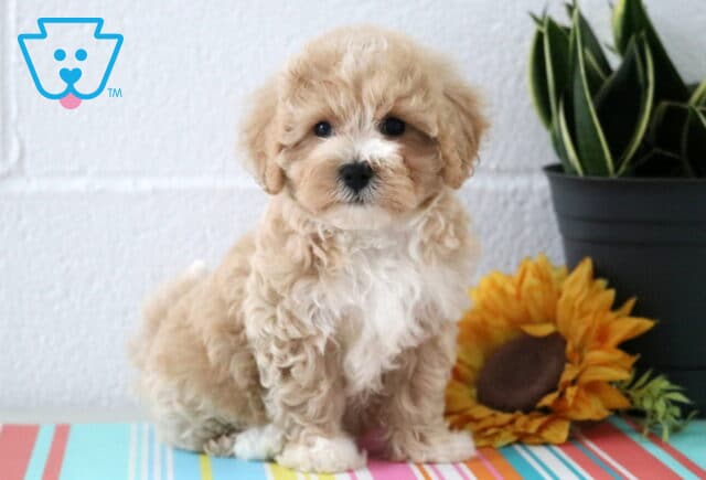 Tiny Maltipoo puppy with fluffy cream fur and a white chest sits beside a sunflower and potted plant on a vibrant striped surface, gazing adorably at the camera. image