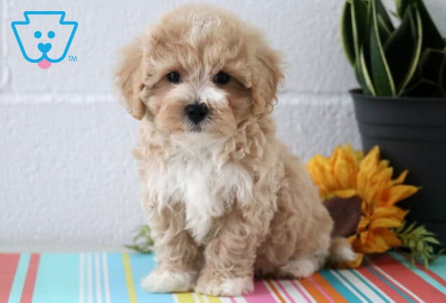 Adorable cream-colored Maltipoo puppy with a fluffy coat and white chest sits on a striped table beside a sunflower and leafy potted plant, looking sweet and curious. image