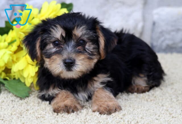 Sweet Yorkie puppy lying on a soft beige rug with bright yellow flowers in the background, looking up with an endearing expression. image