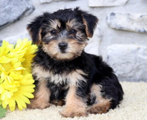 Adorable Yorkie puppy sitting upright on a cream-colored rug beside a bunch of bright yellow flowers, with a curious and gentle expression.