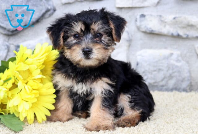 Adorable Yorkie puppy sitting upright on a cream-colored rug beside a bunch of bright yellow flowers, with a curious and gentle expression. image