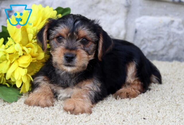 Sweet Yorkshire Terrier puppy with a silky black and tan coat lying calmly on a light carpet beside a bunch of vibrant yellow flowers and a stone wall backdrop. image