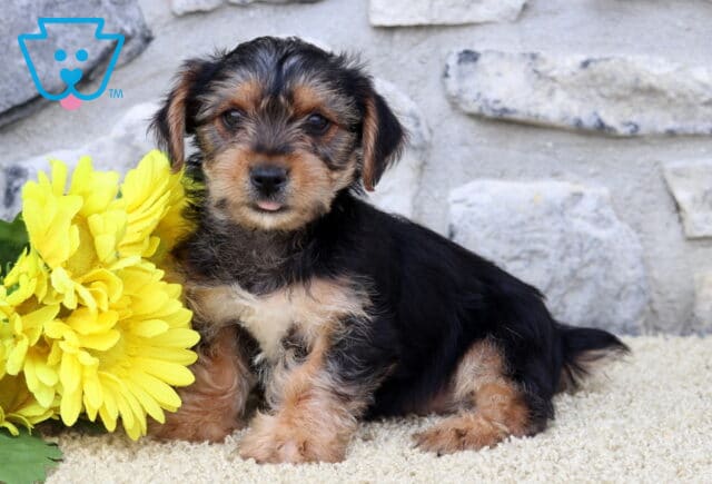 Yorkshire Terrier puppy with a black and tan coat sitting upright on a cream-colored rug, next to a bunch of large yellow flowers and a gray stone wall, with its tongue slightly peeking out. image