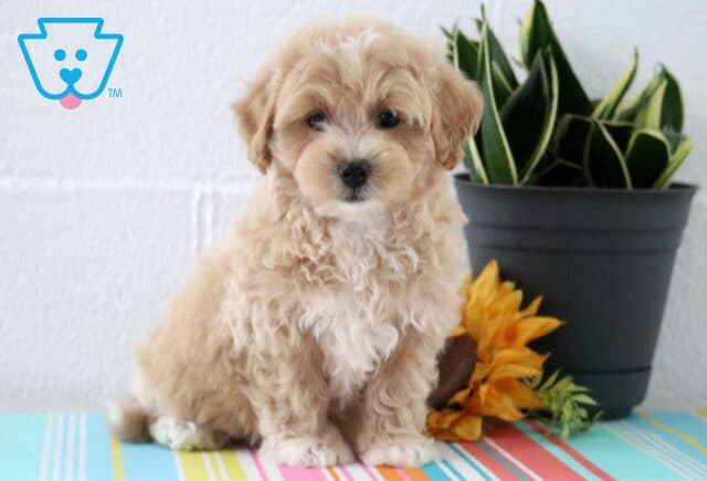 Fluffy tan Maltipoo puppy with a white chest sits on a colorful striped surface next to a black plant pot and a sunflower, looking sweetly at the camera. image