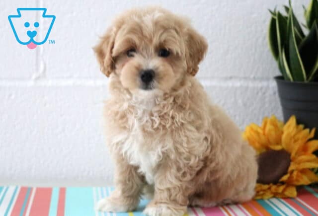 Curly tan Maltipoo puppy with a white chest sits on a striped surface beside a sunflower and green potted plant, looking softly at the camera. image