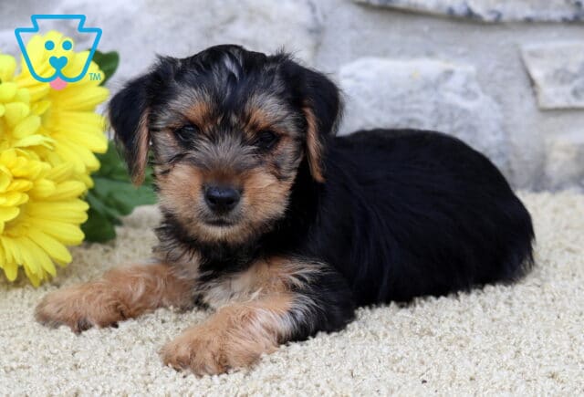 Sweet Yorkshire Terrier puppy lying down on a soft cream-colored carpet, resting near a bunch of bright yellow flowers with a stone wall in the background. image