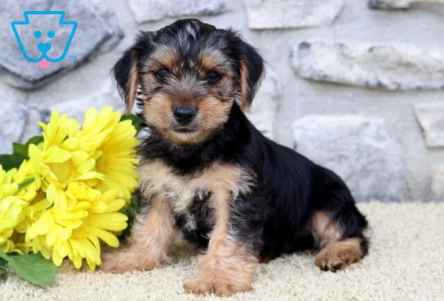 Adorable Yorkshire Terrier puppy sitting upright on a soft carpet beside a bunch of bright yellow flowers, with a stone wall providing a charming backdrop. image