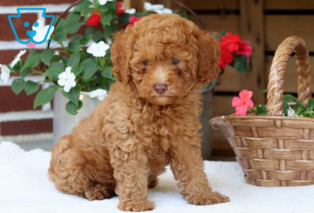 Adorable Mini Poodle puppy with soft apricot curls sitting beside a basket and vibrant flowers, posing sweetly against a rustic brick background. image