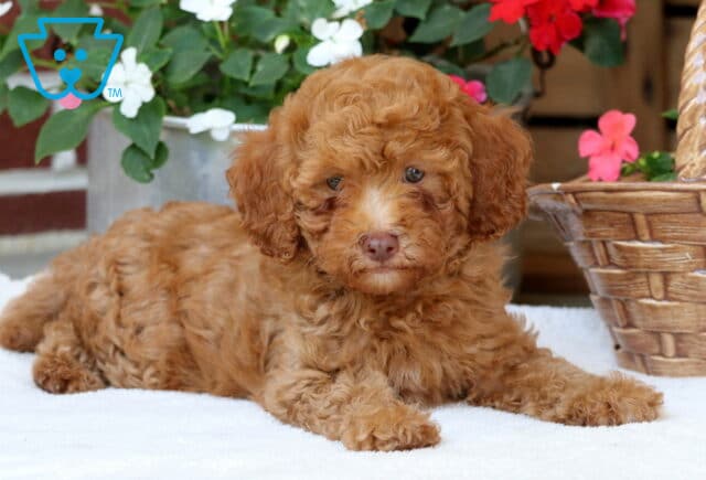 Mini Poodle puppy with a curly apricot coat lying on a white blanket, gazing sweetly at the camera with colorful flowers and a wicker basket in the background. image