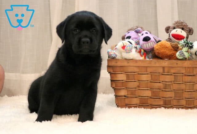 Adorable black Labrador Retriever puppy sitting on a soft white rug beside a wicker basket filled with colorful plush toys, looking curiously at the camera. image