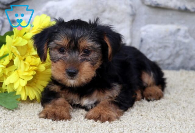 Cute Yorkshire Terrier puppy with a shiny black and tan coat lying on a cream carpet next to a bunch of yellow flowers, with a gray stone wall in the background. image