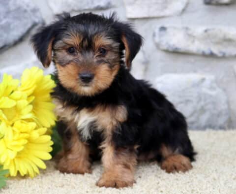 Tiny Yorkshire Terrier puppy with a fluffy black and tan coat sitting on a cream rug beside a bunch of yellow flowers, with a stone wall as the backdrop.