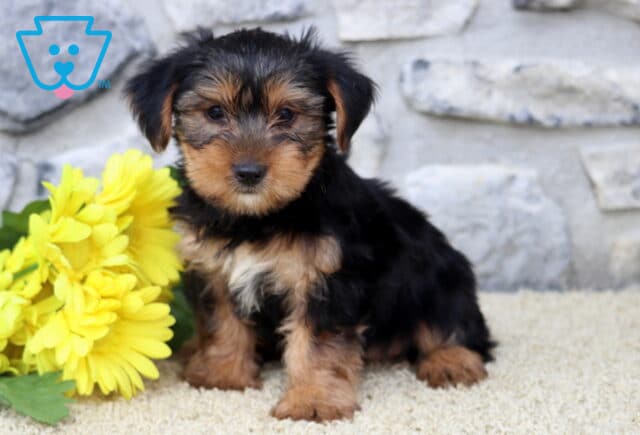 Tiny Yorkshire Terrier puppy with a fluffy black and tan coat sitting on a cream rug beside a bunch of yellow flowers, with a stone wall as the backdrop. image