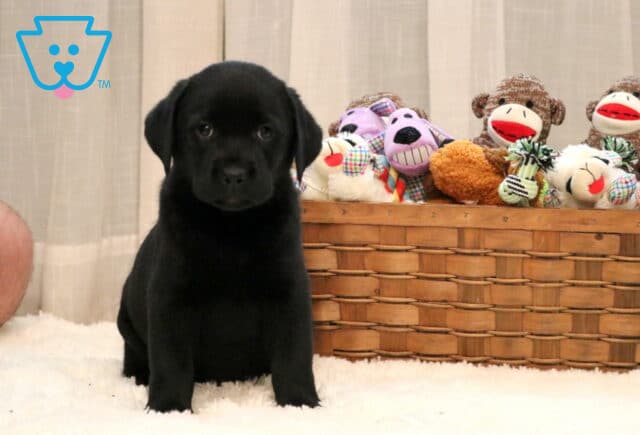 Adorable black Lab puppy sitting upright on a white fuzzy rug with a basket of plush toys and sock monkeys in the background, looking sweet and curious. image