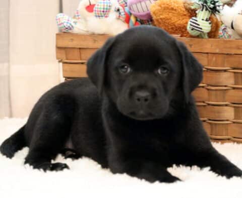 Sweet black Lab puppy lying on a fluffy white rug with a basket of colorful stuffed toys in the background, gazing gently at the camera.
