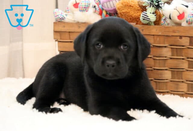 Sweet black Lab puppy lying on a fluffy white rug with a basket of colorful stuffed toys in the background, gazing gently at the camera. image