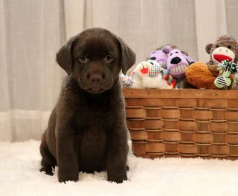 Sweet chocolate Labrador Retriever puppy sitting on a soft white rug with a basket of colorful stuffed toys in the background, gazing curiously at the camera.