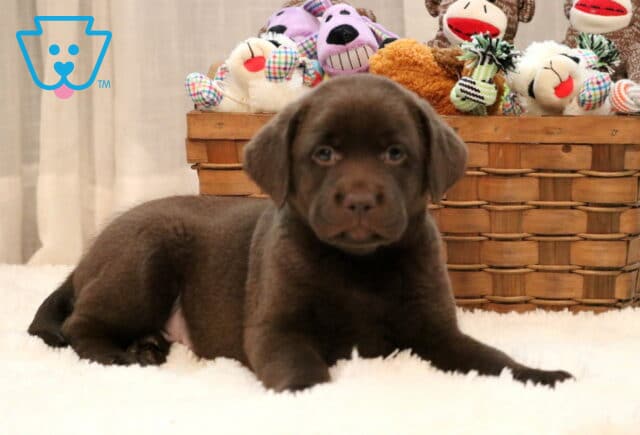 Adorable chocolate Lab puppy relaxing on a white fluffy rug with a toy-filled wicker basket behind, looking sweetly into the camera. image