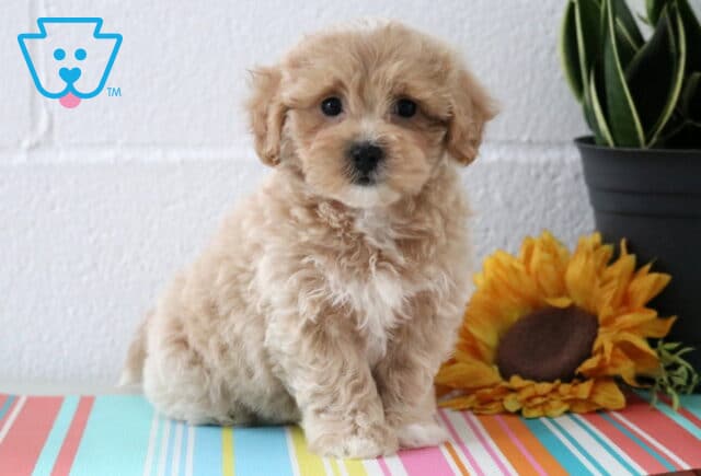 Soft and fluffy Maltipoo puppy with light tan fur and a white patch on its chest sits adorably beside a sunflower and potted plant on a colorful striped table. image