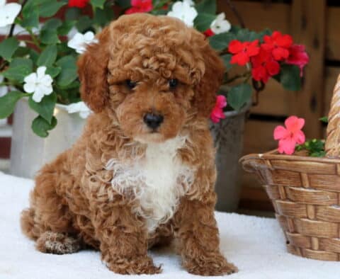 Adorable Mini Poodle puppy with a curly reddish coat and white chest sitting in front of vibrant red and white flowers and a woven basket.