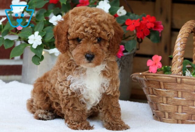 Adorable Mini Poodle puppy with a curly reddish coat and white chest sitting in front of vibrant red and white flowers and a woven basket. image