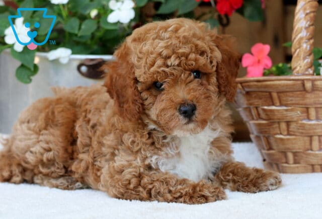 Curly-coated Mini Poodle puppy lying down with a sweet expression, surrounded by blooming red and white flowers and a woven basket. image