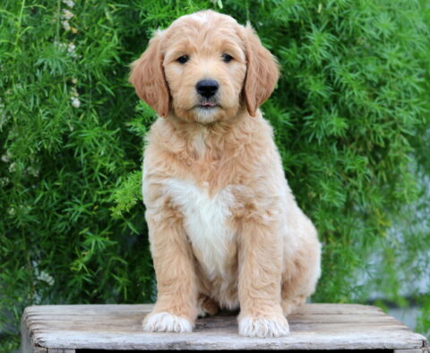 Golden Goldendoodle puppy with a white chest and expressive eyes sitting upright on a wooden crate, with a backdrop of rich green foliage.