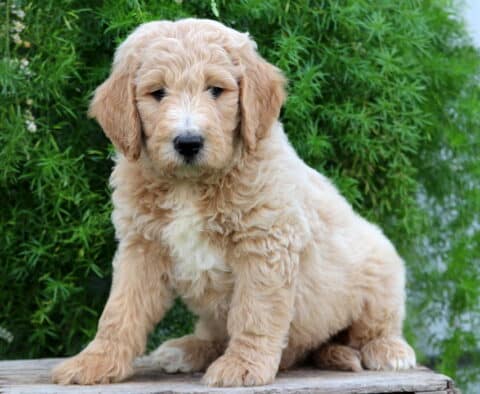 Curly apricot Goldendoodle puppy with a white chest and snout sitting on a rustic wooden surface, surrounded by vibrant green foliage.