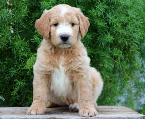 Fluffy Goldendoodle puppy with a soft apricot coat, white face blaze, and white chest, sitting alertly on a wooden crate in front of a green leafy backdrop.