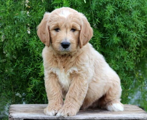 Soft-coated apricot Goldendoodle puppy with a white patch on its head and chest, sitting sweetly on a wooden platform with lush greenery in the background.