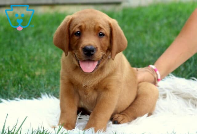 Playful Fox Red Lab puppy sitting on a soft white rug outside, tongue out and tail wagging while someone gently supports them with a hand. image
