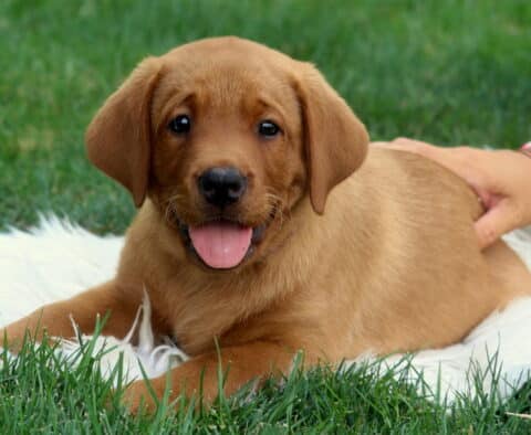 Adorable Fox Red Lab puppy lying on a white fluffy rug in the grass, smiling with its tongue out while a hand gently rests on its back.