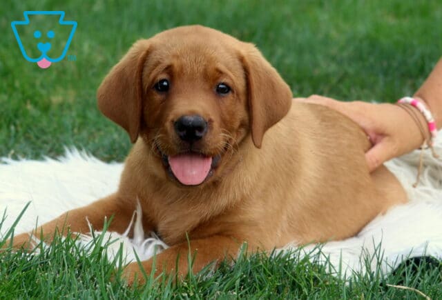Adorable Fox Red Lab puppy lying on a white fluffy rug in the grass, smiling with its tongue out while a hand gently rests on its back. image