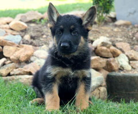Adorable German Shepherd puppy sitting on lush green grass in front of a rock garden, looking alert with both ears perked up and a focused expression.