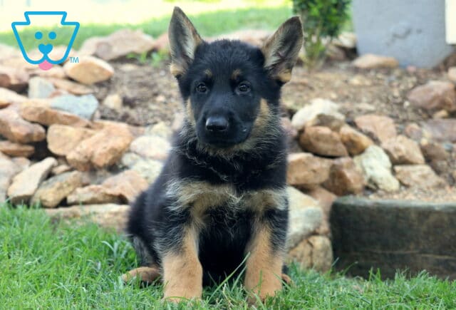 Adorable German Shepherd puppy sitting on lush green grass in front of a rock garden, looking alert with both ears perked up and a focused expression. image