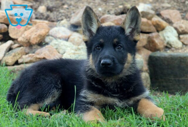 Cute German Shepherd puppy lying on green grass in front of a stone garden, looking straight ahead with alert ears and a calm expression. image