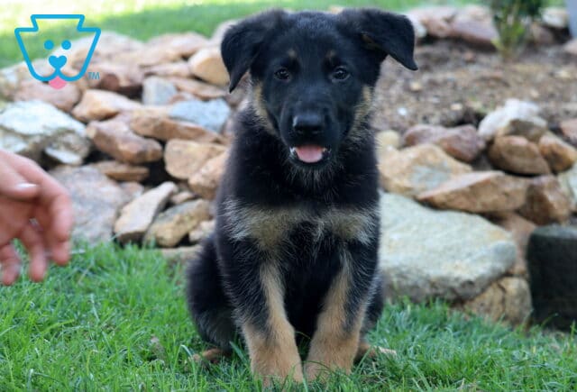Adorable German Shepherd puppy with floppy ears sitting on green grass in front of a stone garden, looking at the camera with a happy expression and tongue slightly out. image